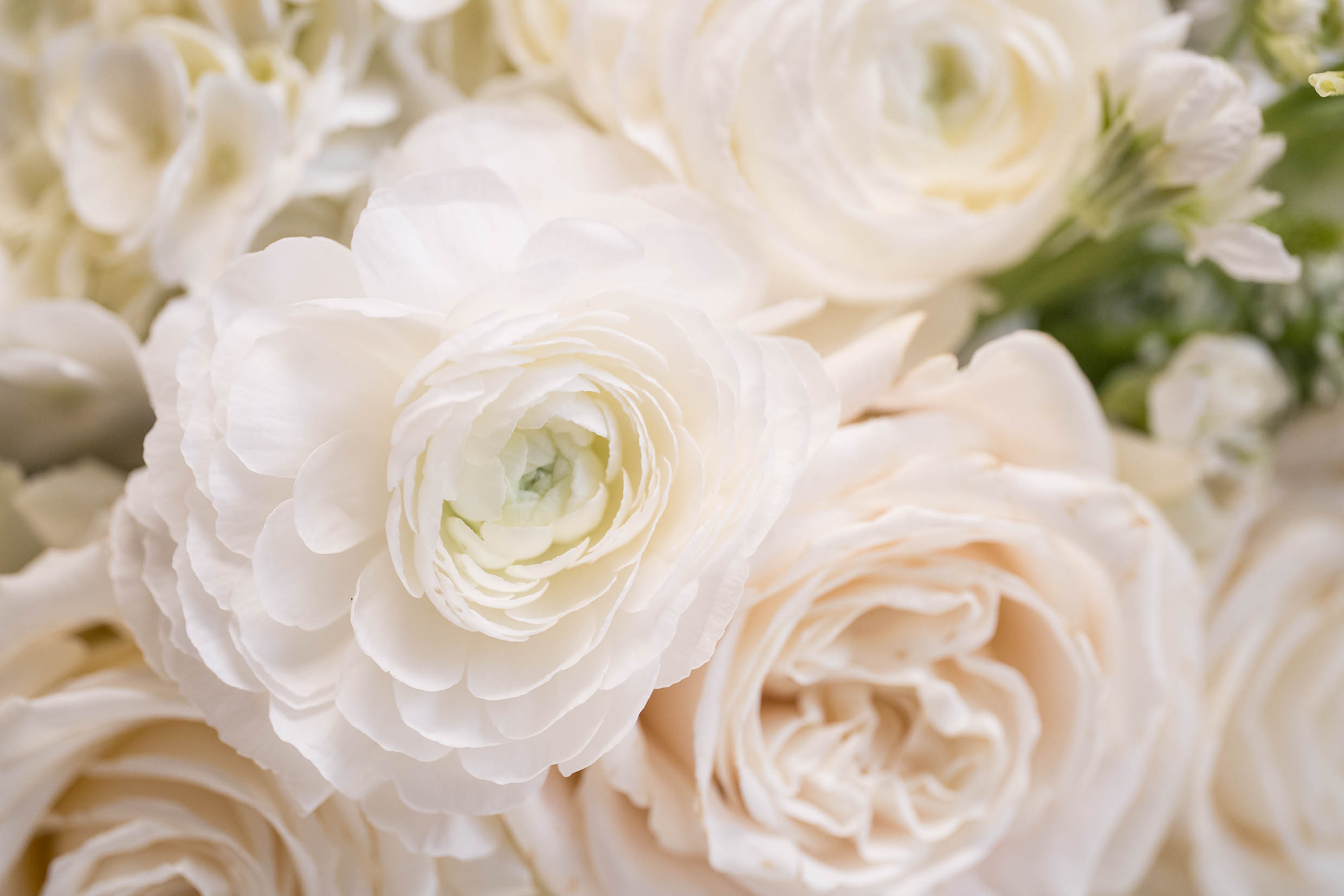 Historical Onesto Wedding Canton Ohio
